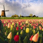 holland tulips for second paragraph
