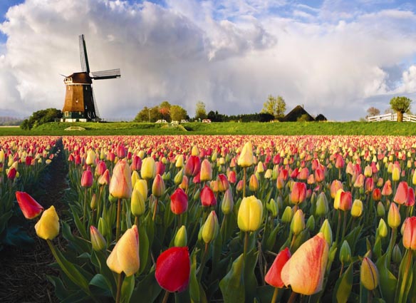 holland tulips for second paragraph